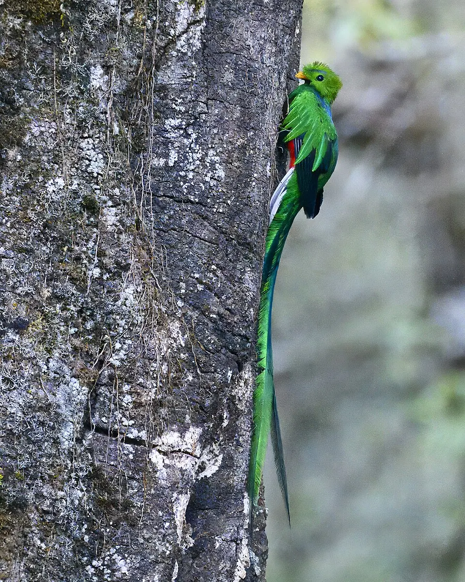 Resplendent Quetzal in Costa Rican cloud forest