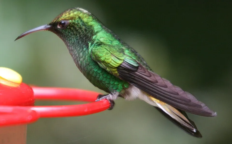 Coppery-headed Emerald hummingbird