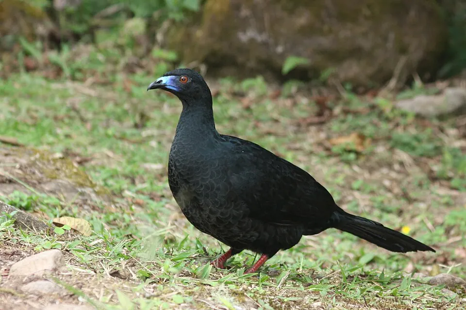 Black Guan in cloud forest