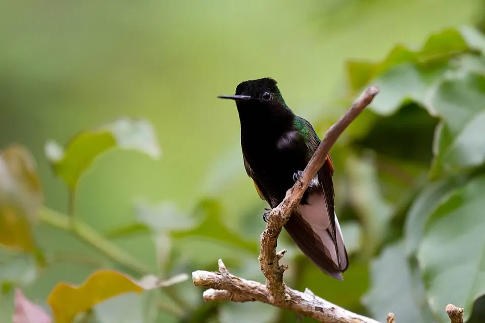 Black-bellied Hummingbird