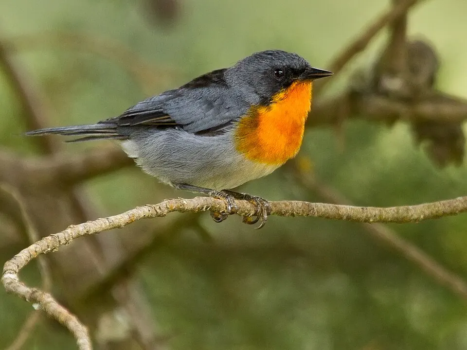 Flame-throated Warbler
