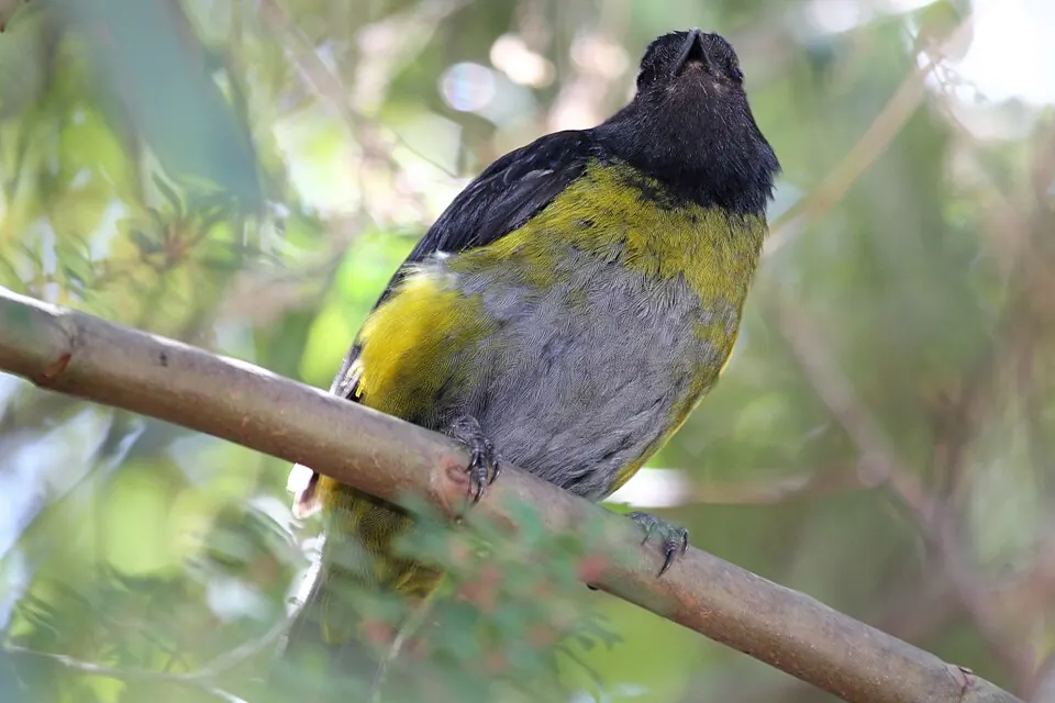 Black-and-yellow Silky-flycatcher