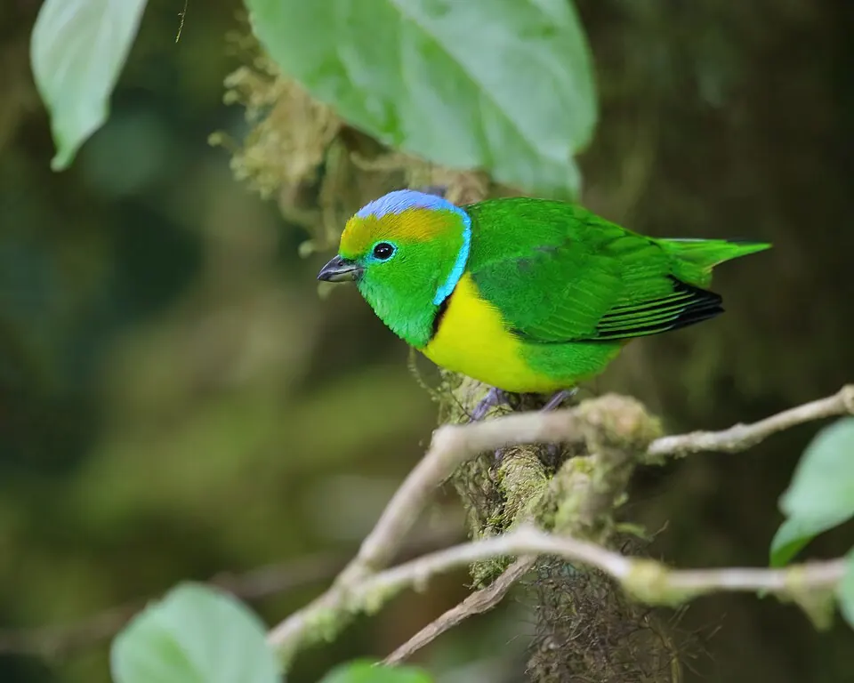 Golden-browed Chlorophonia