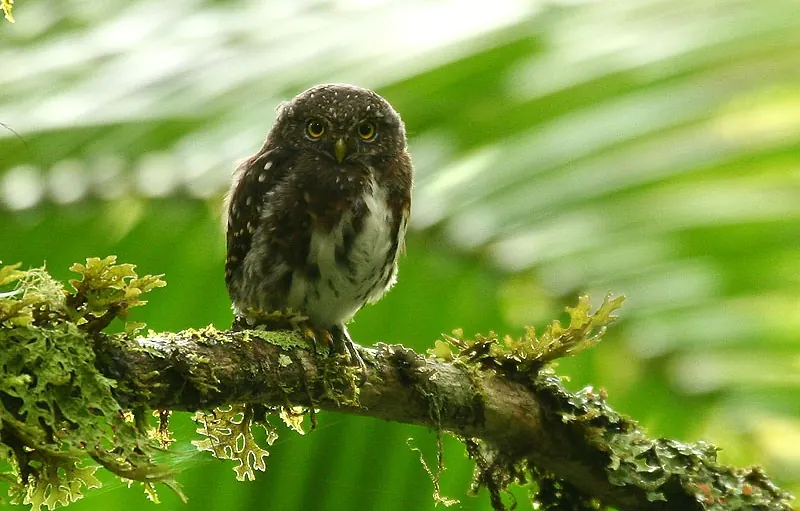 Costa Rican Pygmy-Owl