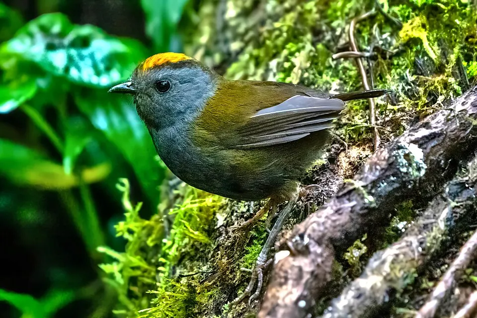 Wrenthrush (Zeledonia)