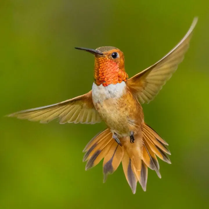 Birdwatching on a forest trail at Mango Valley, Costa Rica