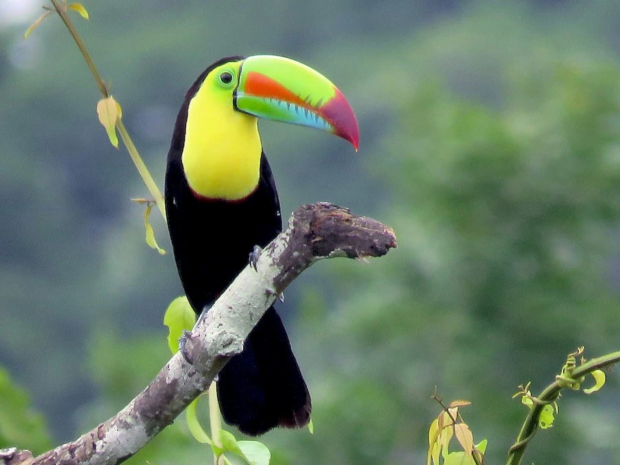 Keel-billed toucan at Mango Valley, Costa Rica