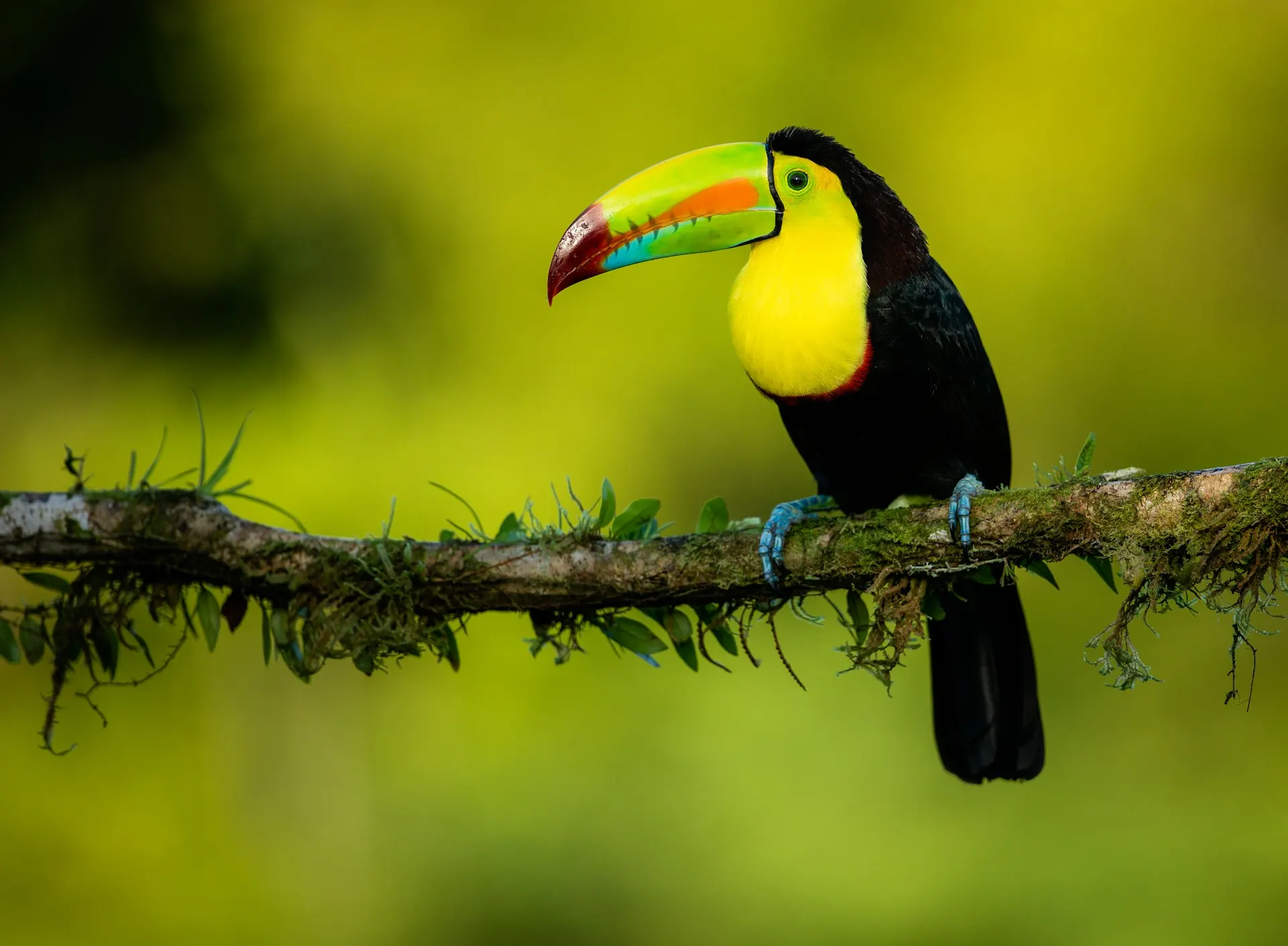 Keel-billed toucan perched in lush cloud forest at Mango Valley, Costa Rica