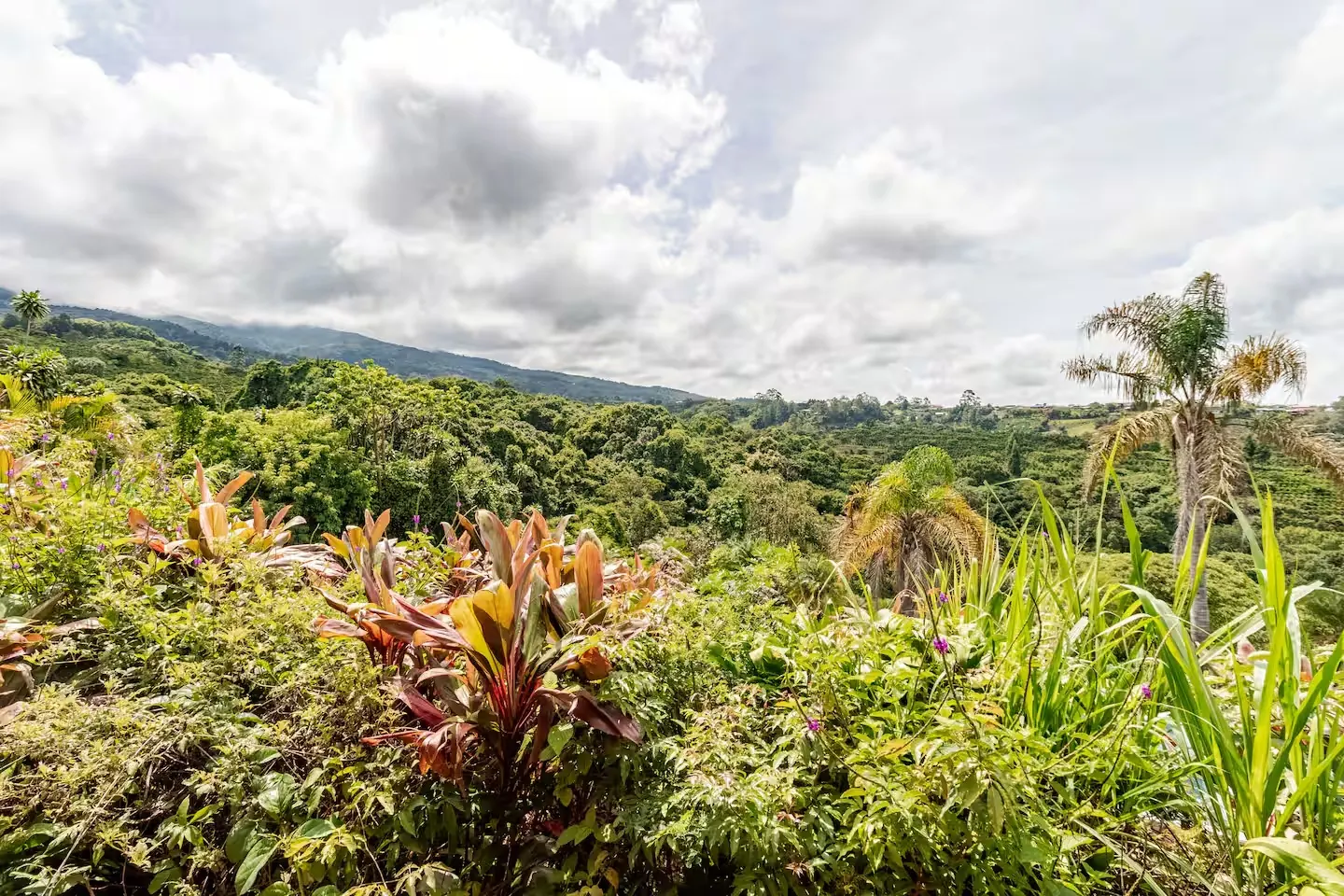 Morpho Cottage private balcony at Mango Valley